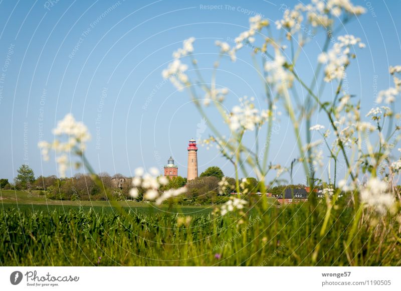 Holiday destination | Cape Arkona Vacation & Travel Trip Landscape Plant Sky Cloudless sky Horizon Summer Beautiful weather Field Baltic Sea Cap Arcona Germany