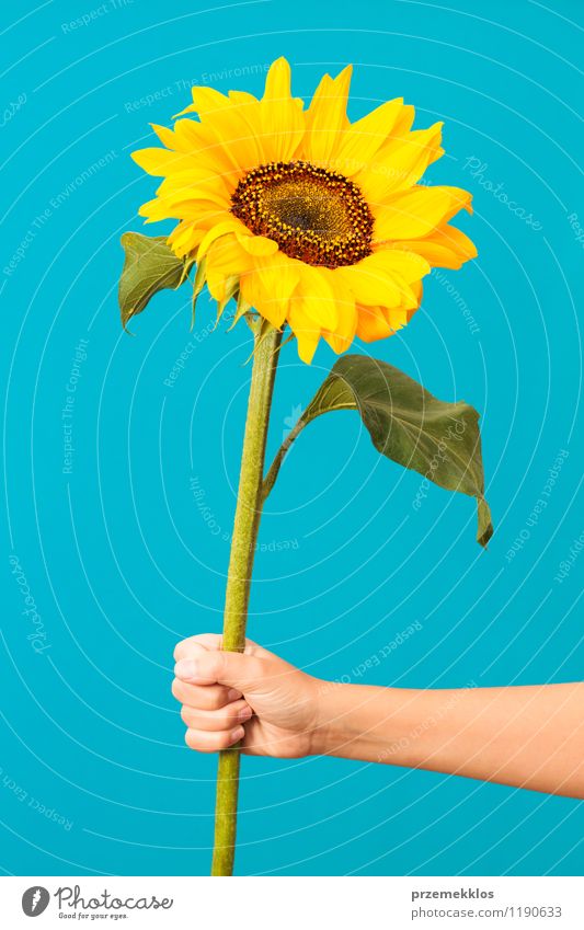 Sunflower Summer Hand Blossom Blue Yellow Green Hold one spring Vertical Colour photo Interior shot Neutral Background