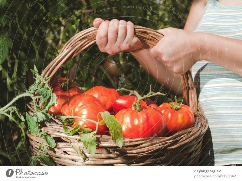 Picking tomatoes in basket Vegetable Fruit Vegetarian diet Lifestyle Summer Garden Gardening Human being Woman Adults Hand Nature Plant Fresh Natural Green Red