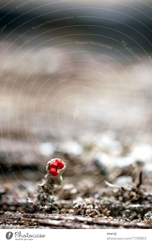 Always something red Nature Spring Plant Moss Blossom Lichen lichen blossom Blossoming Illuminate Exceptional Dark Thin Authentic Simple Disgust Gloomy