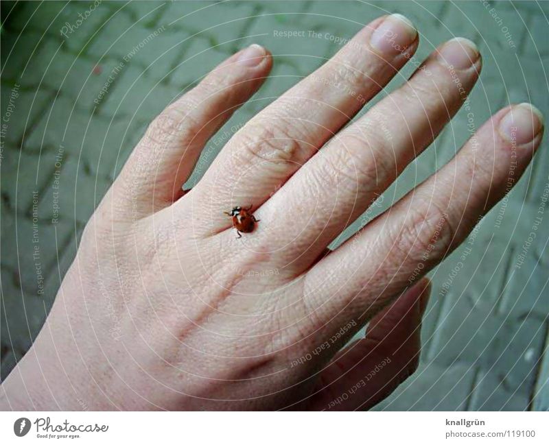 toddler beetle Hand Fingers Ladybird Gray Beetle Cobblestones Stone