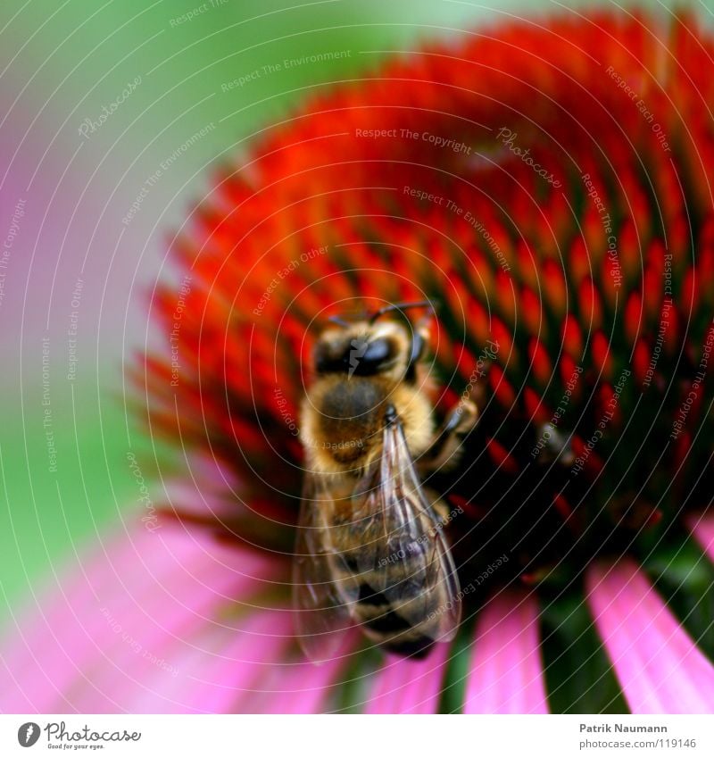 The Honey Conspiracy ... Bee Wasps Insect Flower Plant Animal Crawl Pierce Beehive Bee-keeper Sweet Hunter Red Green Pink Near Blur Depth of field Nature