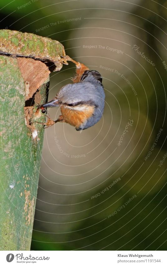 Nuthatch with food at the nest box. In this particular case, a queen ant is brought into the nest box of the nuthatch family and suffers a gruesome fate.