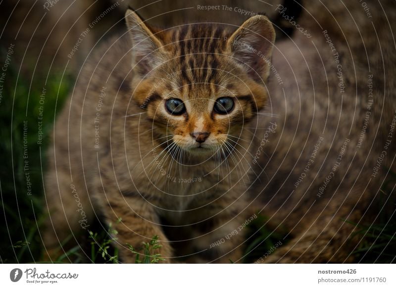 wild cat kitten Animal Wild animal Cat Animal face Zoo Wild cat 1 Baby animal Discover Walking Looking Cuddly Small Cute Curiosity Interest Colour photo