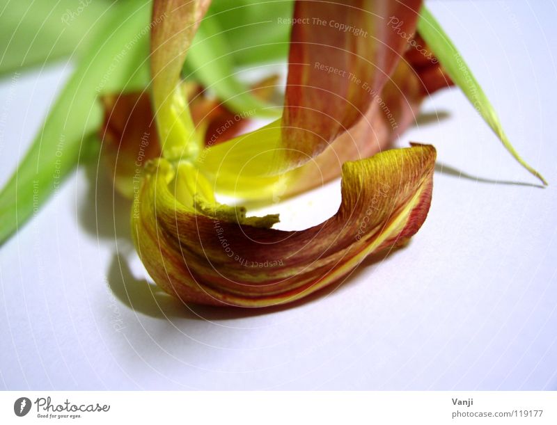 tulip Plant Flower Delicate Fragile Blossom Blossom leave Pollen Easy Limp Tulip Stalk Transience Macro (Extreme close-up) Close-up Nature Smooth Colour Dried