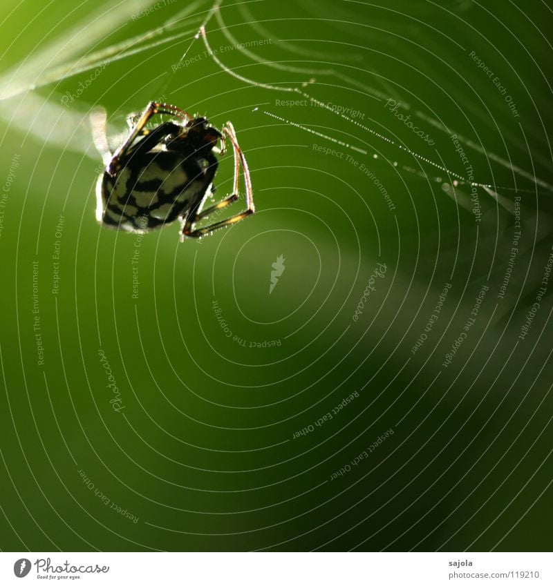 backlit Nature Animal Virgin forest Spider 1 Net Green Black White Accuracy Legs Head Singapore Asia Sewing thread Fate Dream Colour photo Exterior shot