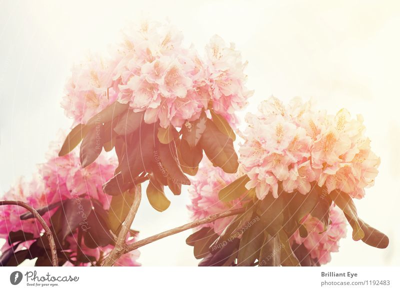 rhododendron in sunlight Environment Nature Plant Sky Beautiful weather Warmth Flower Foliage plant Esthetic Fragrance Elegant Fresh Glittering Bright Soft Pink