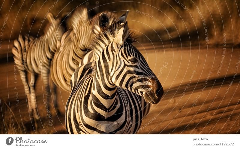 Zebra Polonaise Nature Animal Wild animal 4 Group of animals Stripe Esthetic Athletic Natural Cute Saulspoort South Africa Wydhoek Colour photo Exterior shot