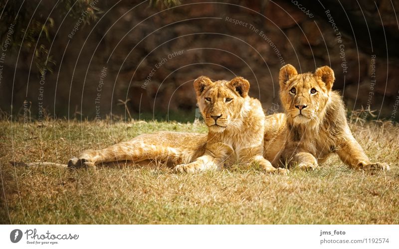 Two young lions Environment Animal Wild animal Zoo Lion 2 Baby animal Cool (slang) Curiosity Cute Colour photo Exterior shot Shallow depth of field