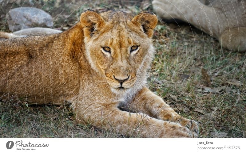Young Lion Nature Animal Wild animal 1 Esthetic Cute Contentment Respect Colour photo Exterior shot Close-up Day Shallow depth of field Central perspective