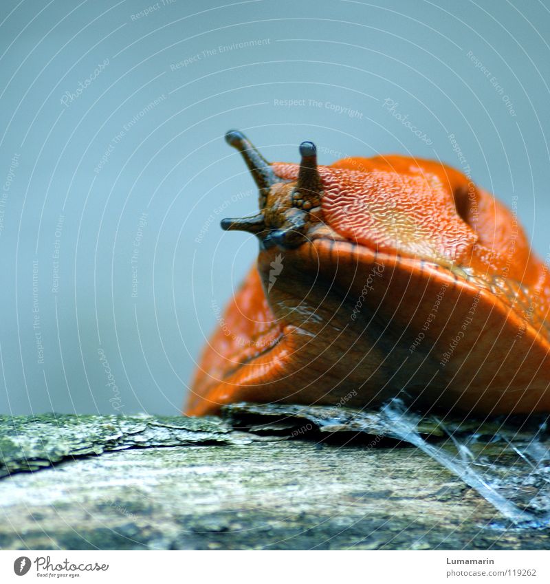 bootlicker Slug Air-breathing land snail Feeler Slimy Mucus Secretion Crawl Endurance Patient Slowly Emerge Wood Curiosity Caution Watchfulness Road traffic