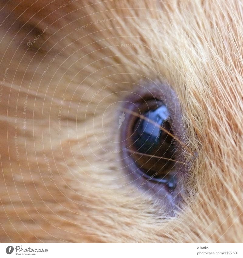 The Eye Of The Tiger Colour photo Close-up Detail Macro (Extreme close-up) Copy Space left Copy Space top Blur Shallow depth of field Looking