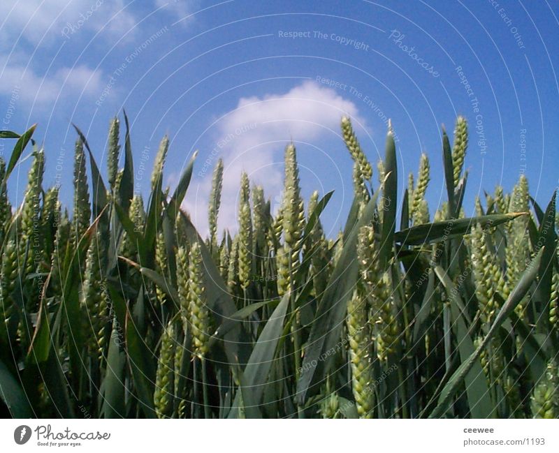 cornfield Wheat Grain Sky