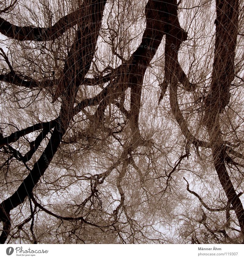 Nerve tracts. Tree Forest Bushes Wood Leaf Clouds Sky Blood Railroad Branch Tree trunk Brain and nervous system
