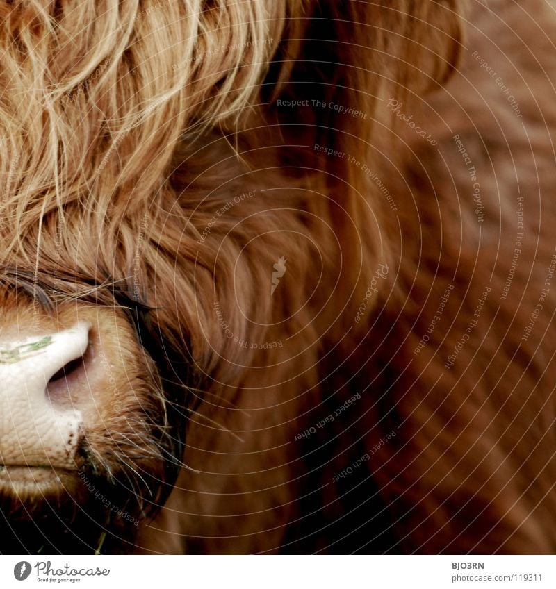 the bull Damien Highlands Highland cattle hairy animal no pet at all nose red big huge Exterior shot