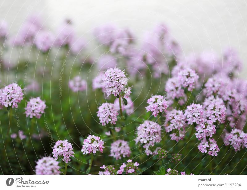 flowering thyme Nature Plant Spring Summer Flower Bushes Blossom Moody Thyme Herbs and spices Shallow depth of field Blossoming Garden Fragrance Colour photo