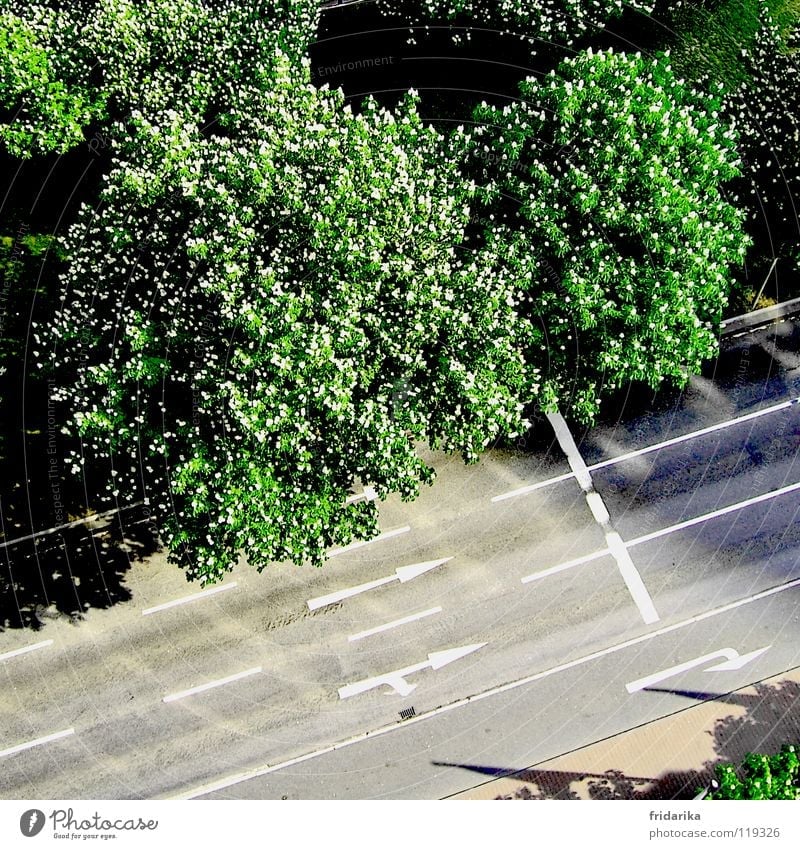 on the track Plant Tree Traffic infrastructure Street Lanes & trails Arrow Gray Green Orientation Exterior shot Aerial photograph Bird's-eye view Treetop
