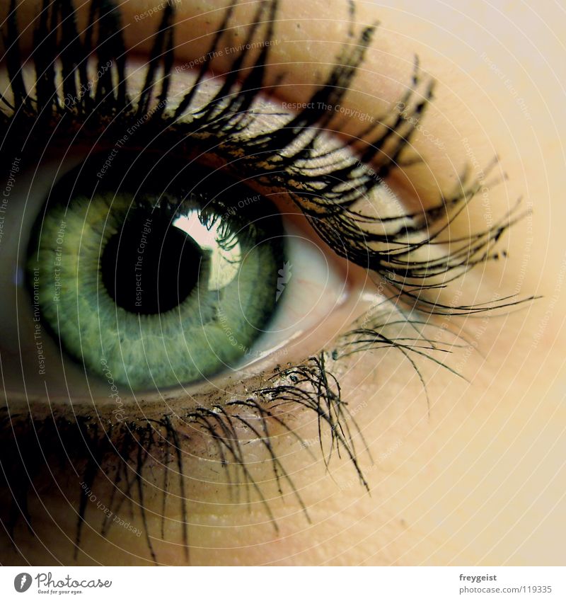 Premium Photo  Close up of a green eye and eye lashes