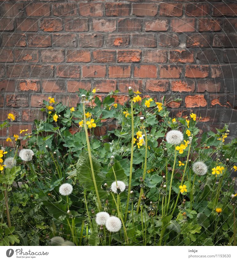 uncontrolled growth Plant Spring Summer Wild plant Weed Dandelion Garden Park Deserted Wall (barrier) Wall (building) Facade Brick Blossoming Yellow Green