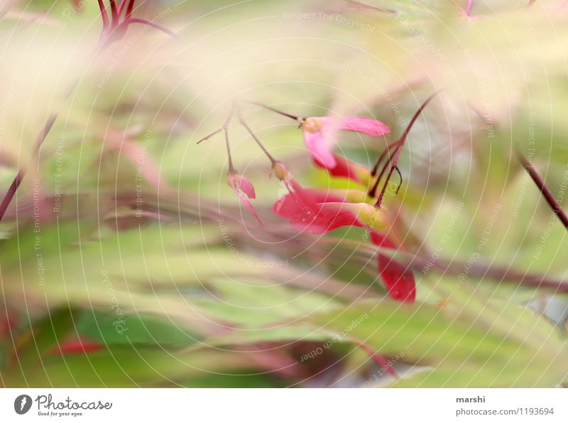 maple Nature Plant Spring Summer Beautiful weather Tree Bushes Green Red Maple leaf Maple tree Fruit Garden Exterior shot Close-up Detail