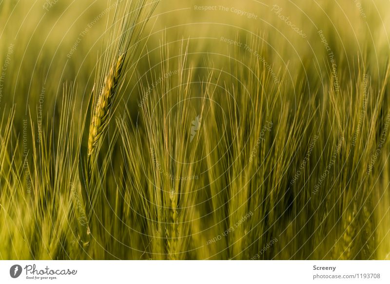 cornfield Nature Plant Spring Summer Agricultural crop Wheatfield Field Growth Agriculture Agricultural product Colour photo Exterior shot Detail Deserted Day