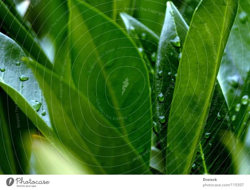 Dropping Green Triangle Grass Tree Plant Flower Blossom Meadow Blade of grass Environment Thread Damp Wet Dark green Fluid wag Nature Shadow Lawn Drops of water