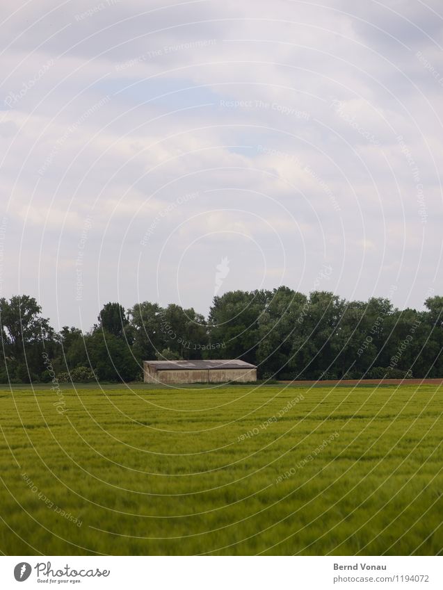 outpost Environment Nature Landscape Sky Clouds Plant Tree Grass Blue Green Barn Loneliness Calm Agriculture Field Growth Grain Wind Building Colour photo