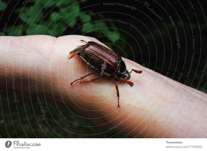 Sumsemann. Environment Nature Animal May bug 1 Natural Emotions Arm Hand Crawl Beetle Colour photo Exterior shot Day Animal portrait