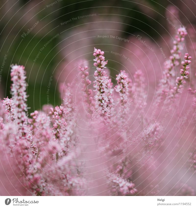 pink flowers... Environment Nature Plant Spring Bushes Blossom Panicle blossom Park Blossoming Growth Esthetic Beautiful Small Natural Gray Pink Uniqueness Life