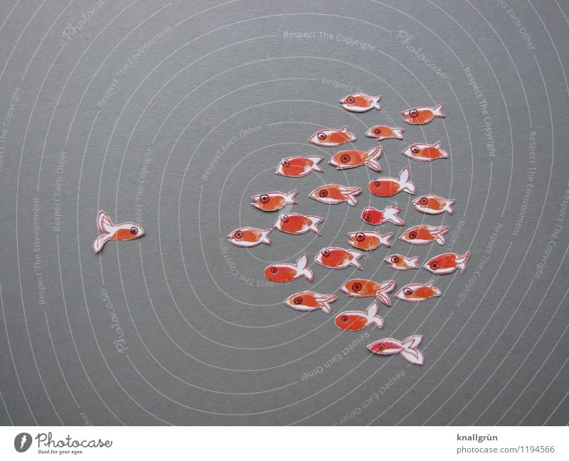 loner Animal Fish Group of animals Flock Observe Looking Together Gray Orange White Emotions Moody Self-confident Communicate Goldfish Opposite Colour photo
