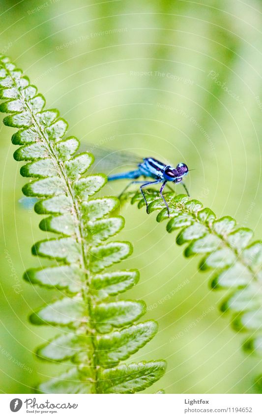 around the corner Animal face Wing Dragonfly 1 Blue Green Dragonfly wings Grand piano Fern Insect Land-based carnivore Colour photo Exterior shot Copy Space top