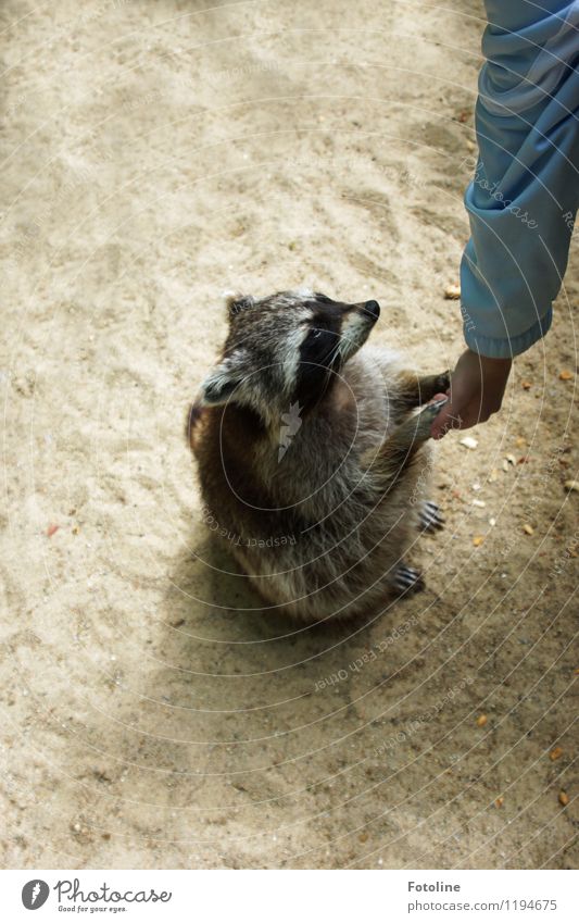 TACH! Environment Nature Animal Elements Earth Sand Wild animal 1 Natural Soft Raccoon Contact Touch Colour photo Multicoloured Exterior shot Day Light Sunlight
