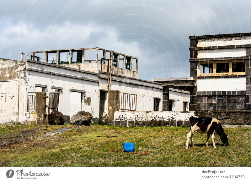 That's a little dreary. Environment Landscape Meadow Field House (Residential Structure) Industrial plant Factory Manmade structures Animal Farm animal Cow