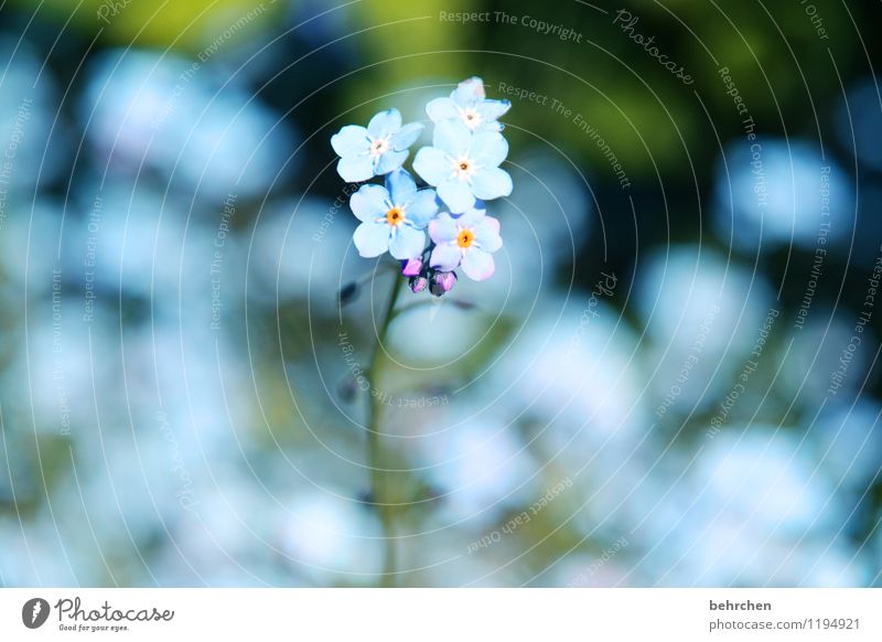 ice(blue)flowers Nature Plant Spring Summer Beautiful weather Flower Grass Leaf Blossom Wild plant Forget-me-not Garden Park Meadow Blossoming Fragrance Faded