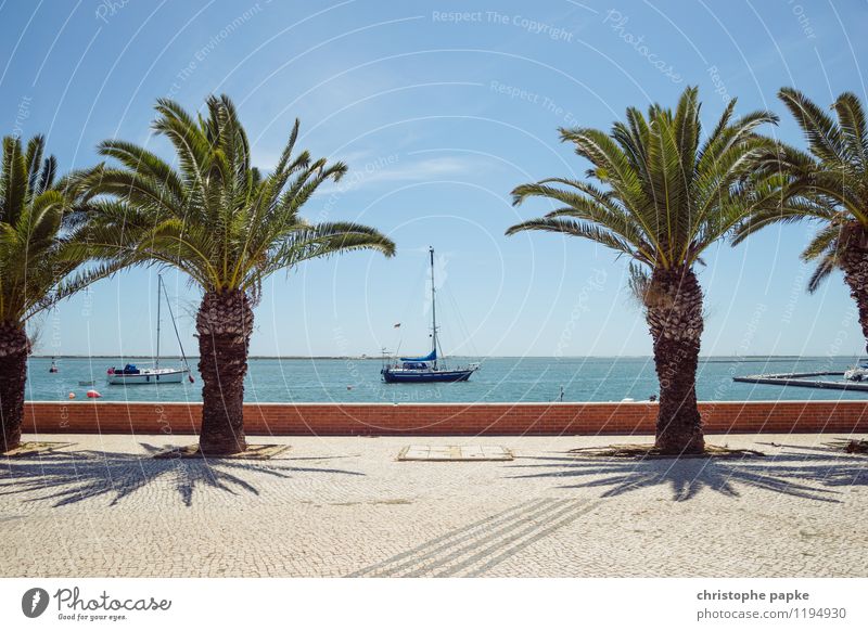 between palm trees Vacation & Travel Tourism Summer Summer vacation Sun Ocean Sky Cloudless sky Plant Tree Coast Navigation Sport boats Yacht Motorboat Sailboat