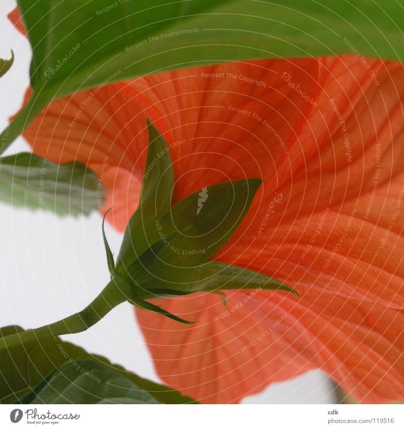 Hibiscus in square II Plant Houseplant Flower Blossom Blossoming Growth Flourish Blossom leave Stalk Red Green Square Multiple Seasons Spring Summer Botany open