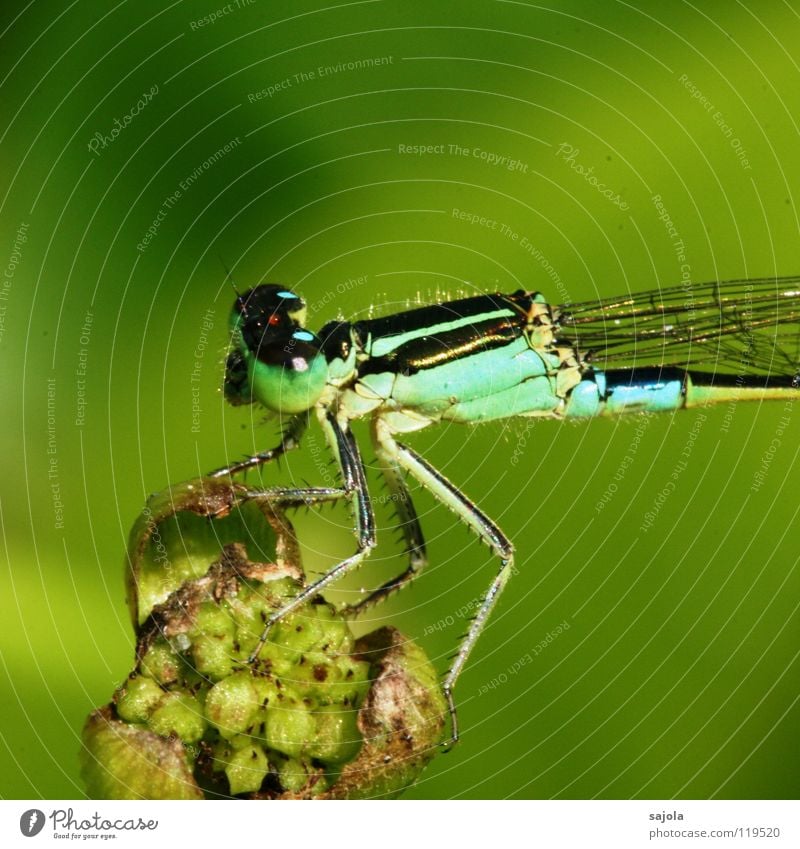 small dragonfly III Animal Blossom Foliage plant Animal face Wing 1 Observe To hold on Looking Wait Thin Blue Green Small dragonfly Dragonfly Turquoise