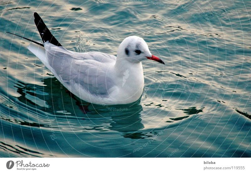 sea bird Seagull White Black Sea bird Bird Animal Poultry Infinity Beautiful Iron blue Deep Exterior shot seagulls Elegant seabird Flying Free Freedom Tall