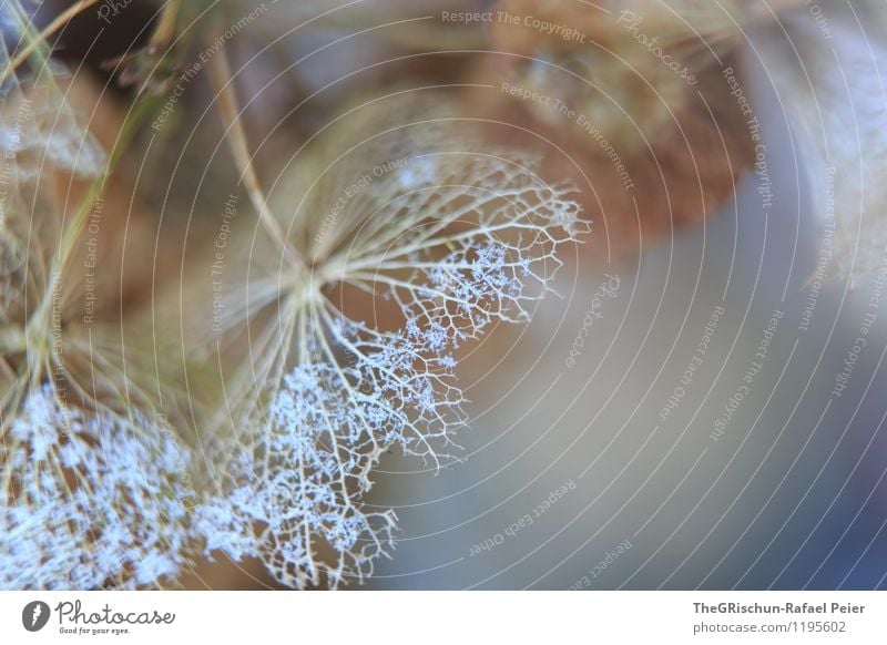 snow dust Environment Nature Plant Blue Brown Multicoloured Yellow Gray Black White Snow Death Detail Structures and shapes Pattern Colour photo Exterior shot