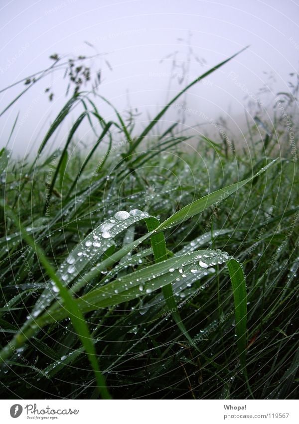 Early morning dew to the mountains Meadow Grass Rain Dew Fog Green Gray Summer