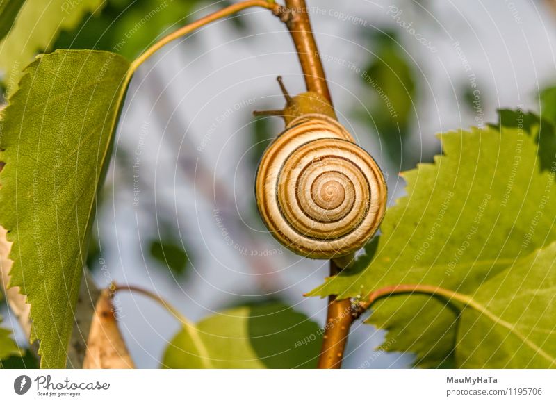 Garden snail Nature Plant Animal Sky Sunrise Sunset Sunlight Spring Summer Climate Beautiful weather Tree Park Field Forest Farm animal Snail 1 Touch Authentic