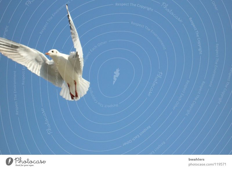 Seagull 3 Bird White Air Summer Sky Blue Freedom Flying Lake Constance Wing