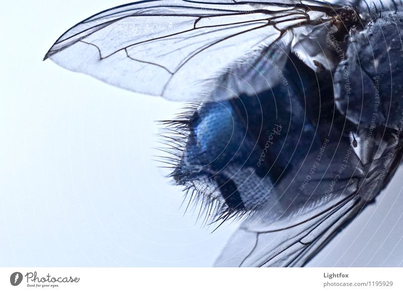 grumbler Animal Fly Wing 1 Blue Flying Freeloader To feed baa Detail Zoom effect Hair and hairstyles Bristles structure Colour photo Subdued colour