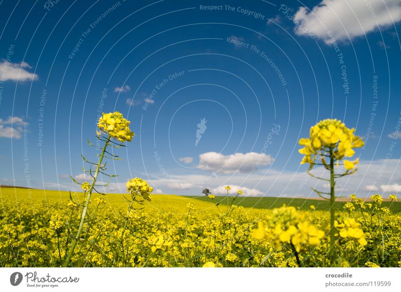 rap # 14 Canola Field Spring Ecological Diesel Carbon dioxide Climate change Yellow Stripe Stalk Oxygen Panorama (View) Clouds Bavaria Rural Leaf green Tree
