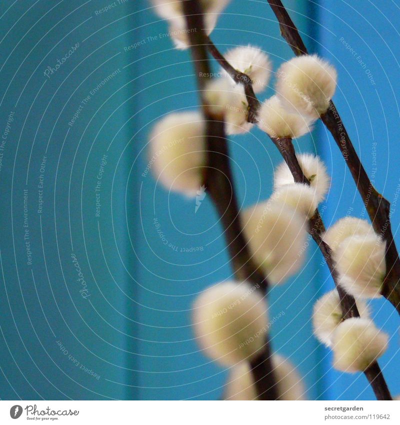 fluffy in front of blue background Catkin Plant Black White Soft Cuddly Haptic Blur Grief Winter Beautiful Supple Delicate Spring Botany Cute Sweet Still Life