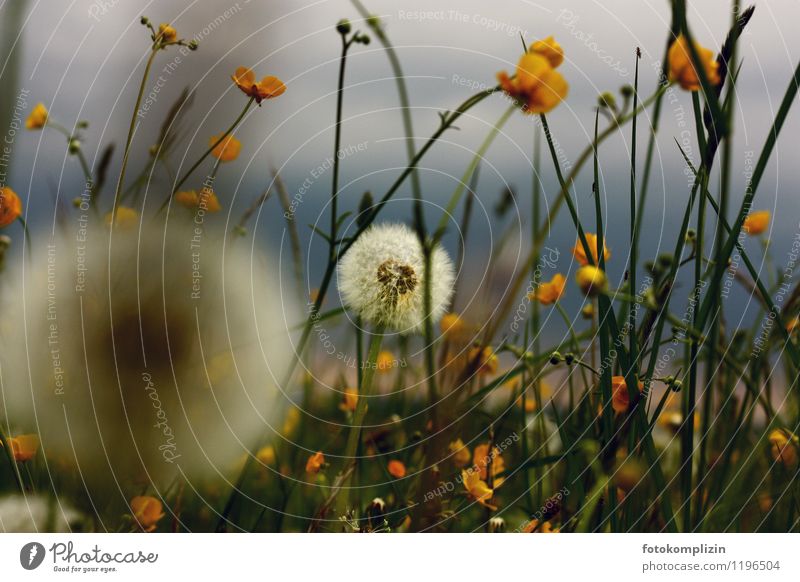 Dandelion - dandelion and yellow buttercups Meadow flower Flower meadow Plant Marsh marigold Grass Habitat naturally Idyll Close-up Worm's-eye view Environment