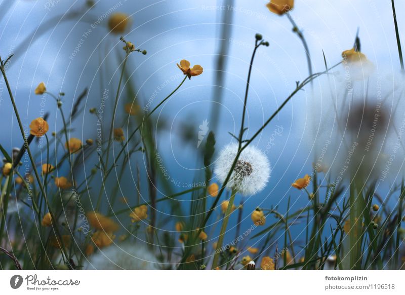 Dandelion between yellow marigolds in blue sky light Nature Plant Sky Spring Wild plant Meadow Dream Fragrance Marsh marigold flower meadow Soft Blue Yellow