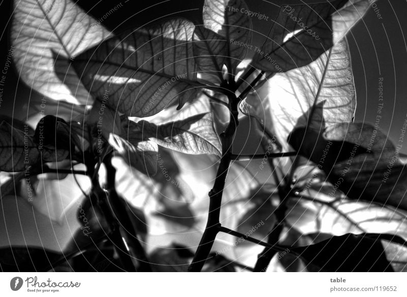 all over now... Christmas star Plant Euphorbiaceae Bract Leaf Houseplant Red Green Worm's-eye view Back-light HDR Black & white photo Beautiful