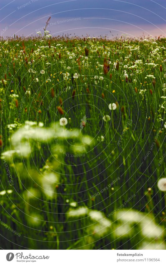 grassy meadow of wildflowers wild flowers Grass Wild plant meadow plants Dandelion Meadow flower Dandelion field wildflower meadow naturally Habitat Herb meadow