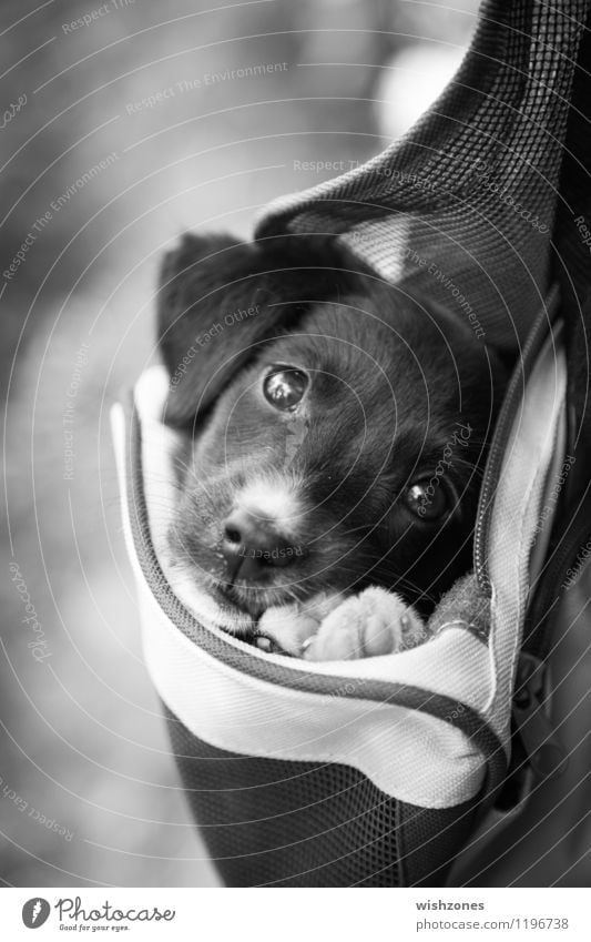 Adorable Little Puppy In A Bag A Royalty Free Stock Photo From